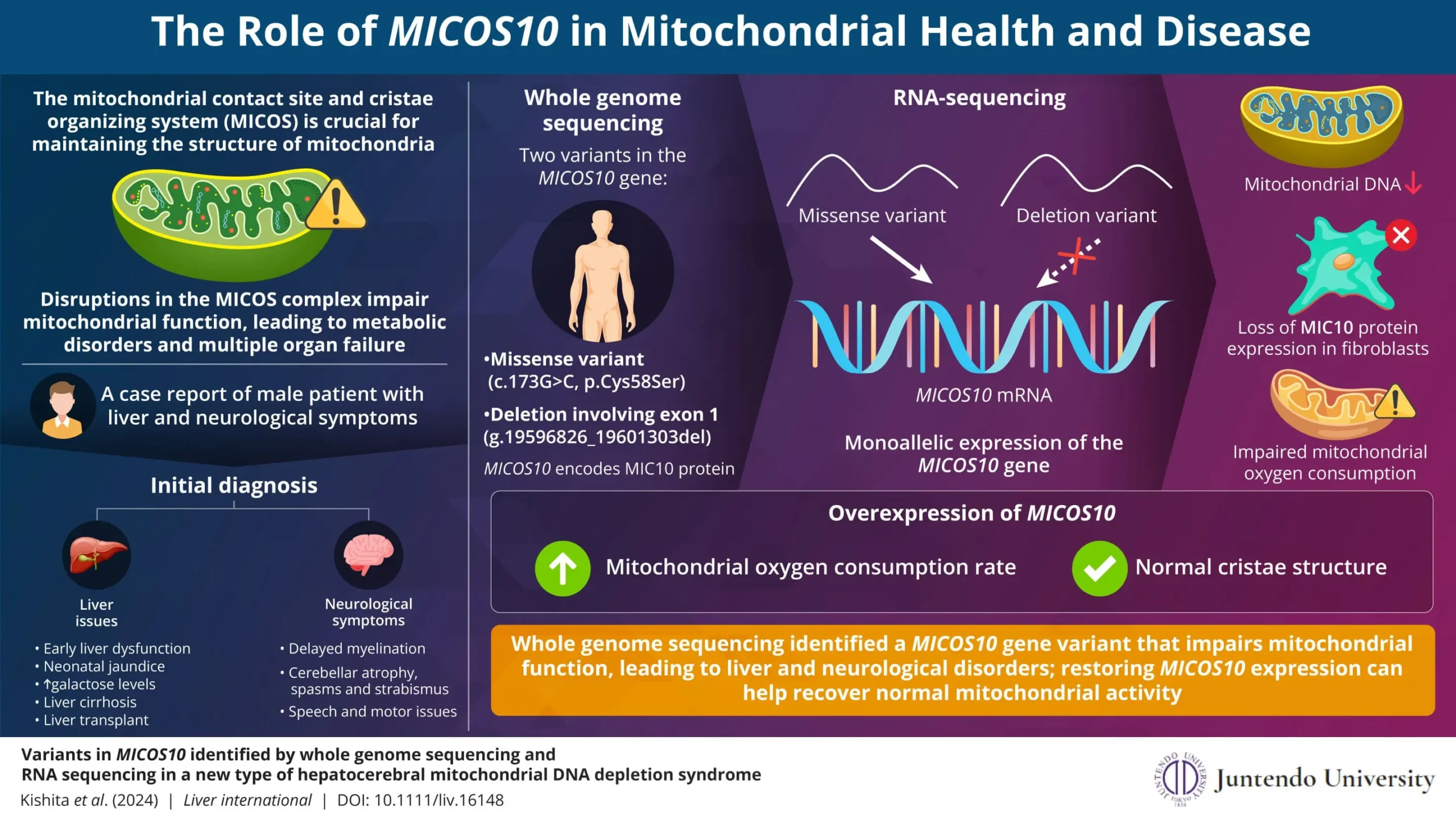 A genetic key to Underpinnings of Mitochondrial DNA Depletion Syndrome