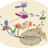 Mitochondrial Dysfunction News